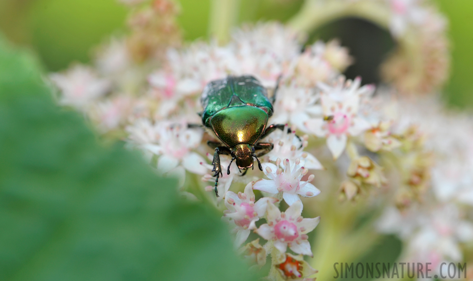 Cetonia aurata [105 mm, 1/125 Sek. bei f / 10, ISO 400]